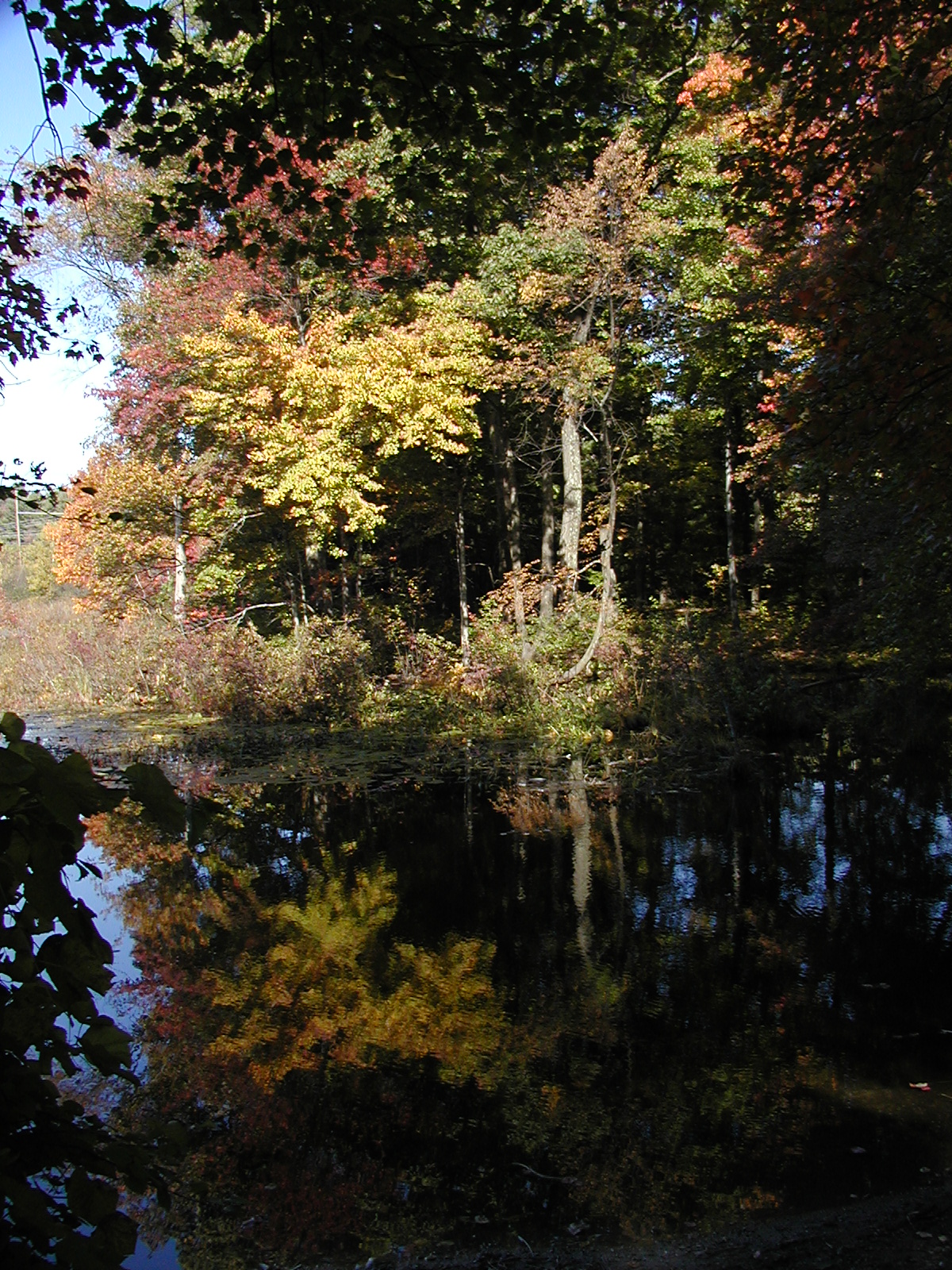 Spectacle Pond in fall #5