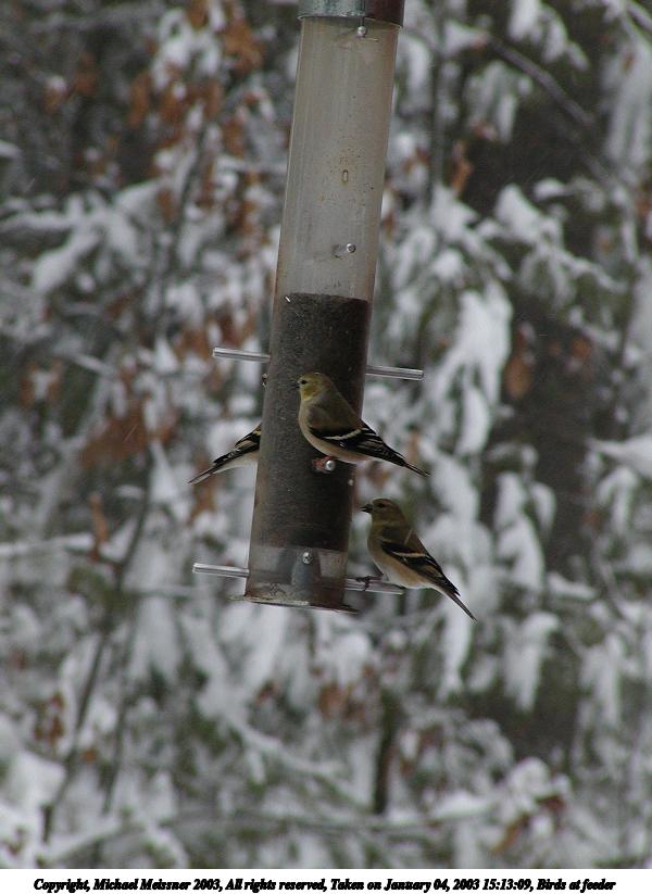 Birds at feeder #3