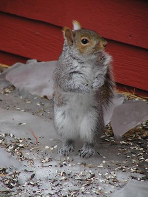 Squirrel fur is the current fashion trend