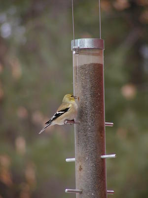 Bird at feeder #12