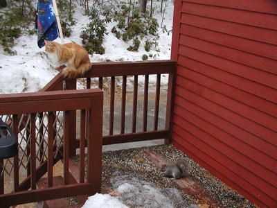 Some guard cat, letting the squirrel steal all those seeds