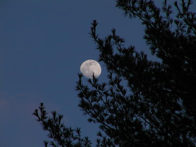 Piney moon