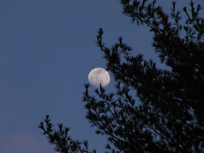 Piney moon #2
