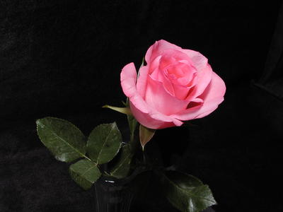 Pink rose #3