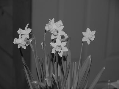 Black and white daffodils