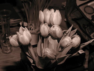 Sepia tulips
