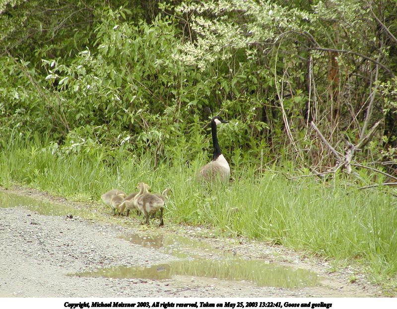 Goose and goslings #2