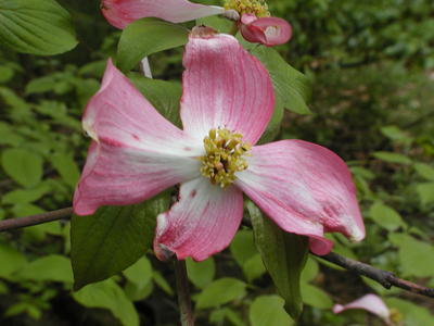 Dogwood flower #2
