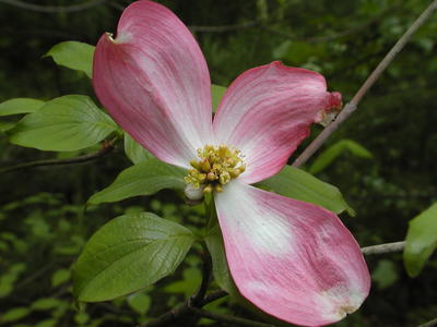 Dogwood flower #3