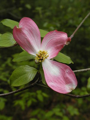Dogwood flower #6