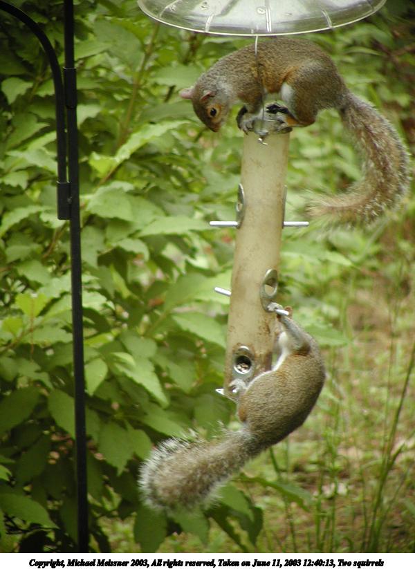 Two squirrels