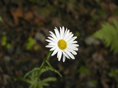 Flower #2