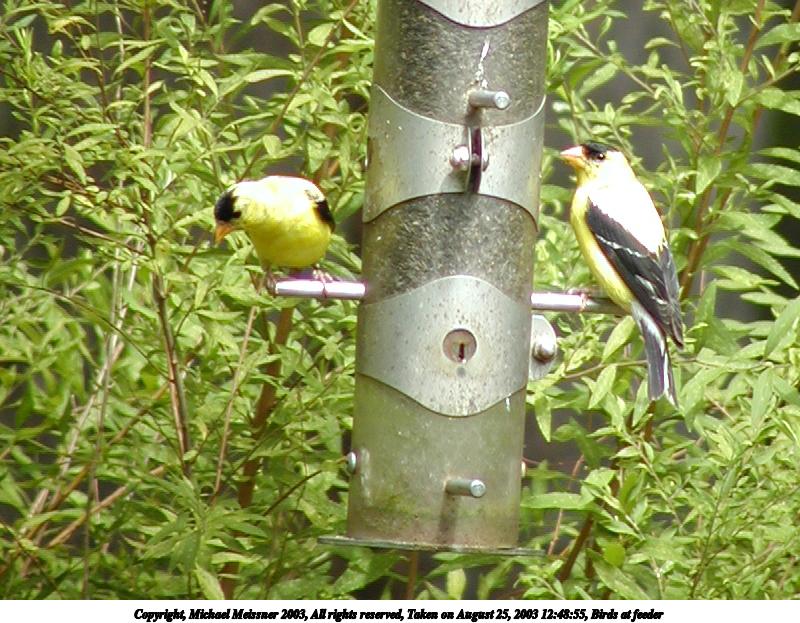 Birds at feeder