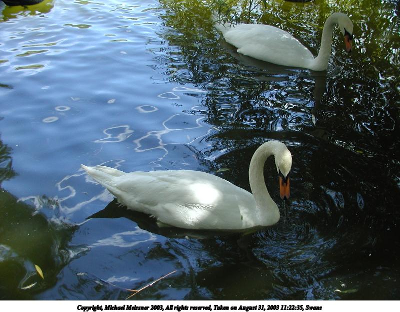 Swans #3