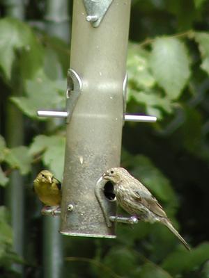 Birds at feeder #3