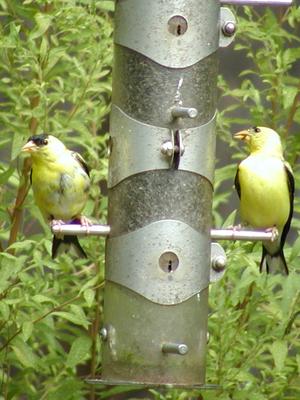 Birds at feeder #4