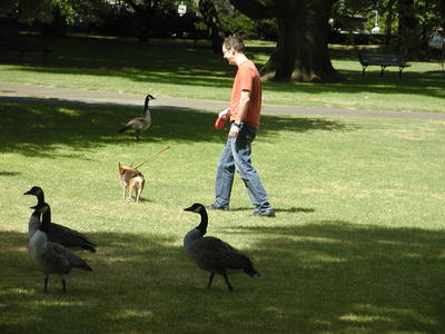 Dogs vs. geese #3