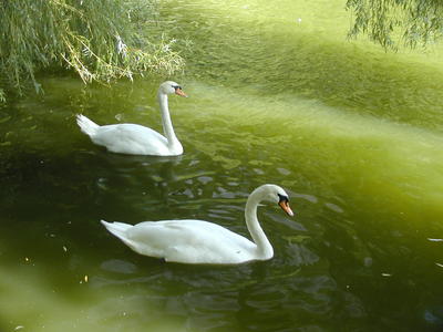 Swans #2
