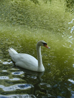 Swan #4