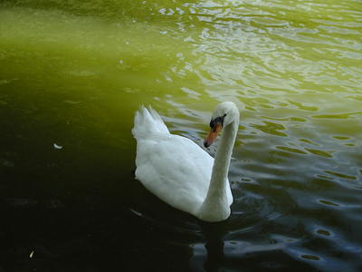Swan #5