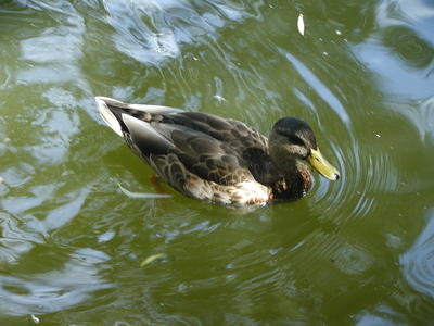Duck #6