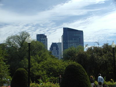 Boston above the trees
