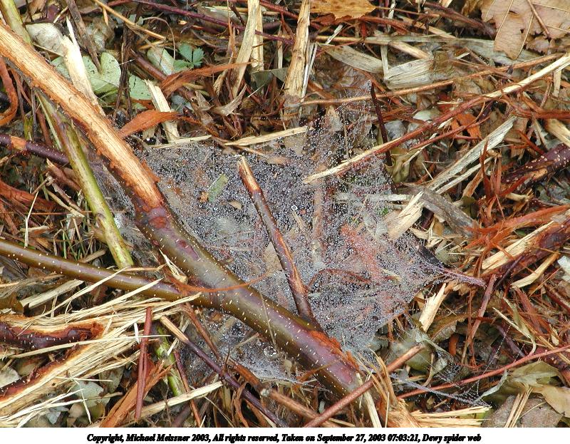 Dewy spider web