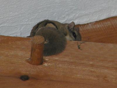 Squirrel in the house #2