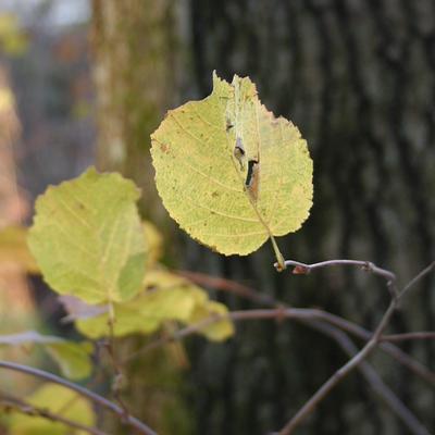 Leaf #2
