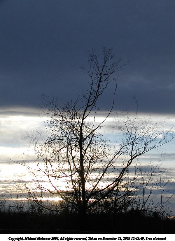 Tree at sunset #3