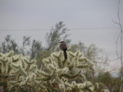 Bird on a cactus #3