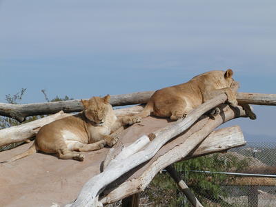 Lions at rest #3