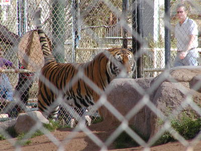 Tiger #2