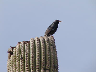 Bird on a cactus #2