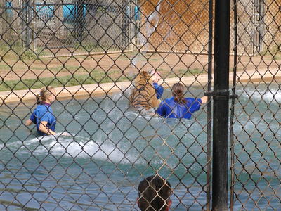 Tiger splash #3