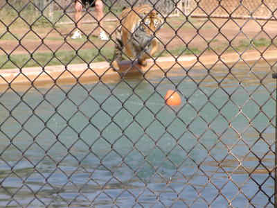 Tiger splash #8