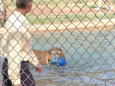 Tiger splash #10