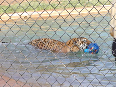 Tiger splash #11