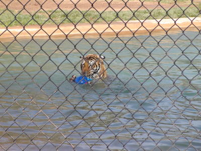 Tiger splash #12