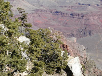 Scrub pine at the grand canyon