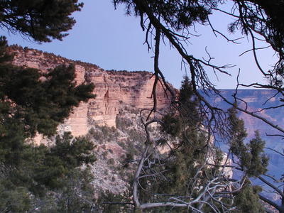 Trees and canyon