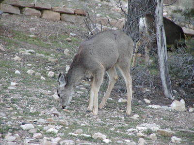 Deer #2