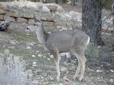 Deer #5