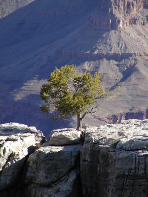 Tree in the rock