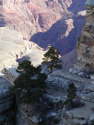 Tree at the grand canyon