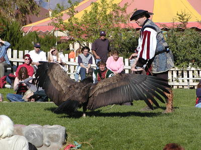 Andean Condor wingspan