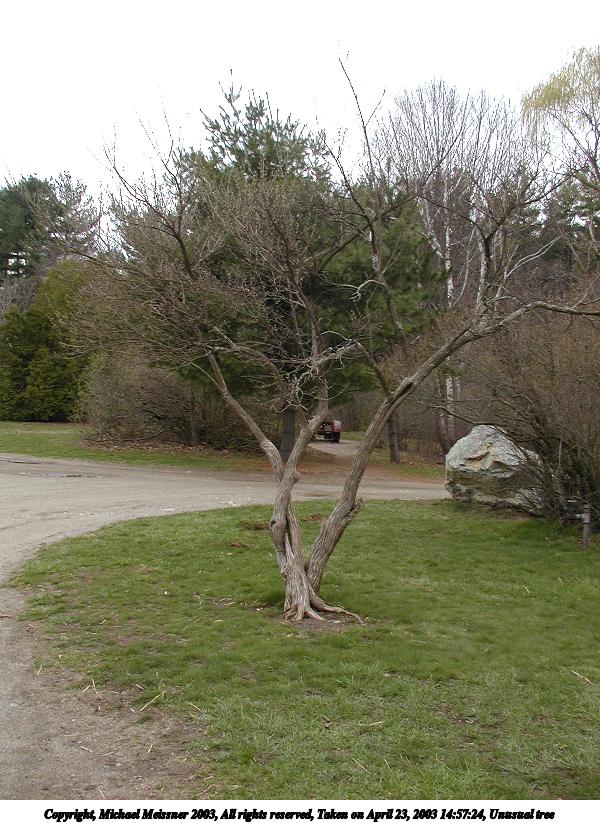 Unusual tree