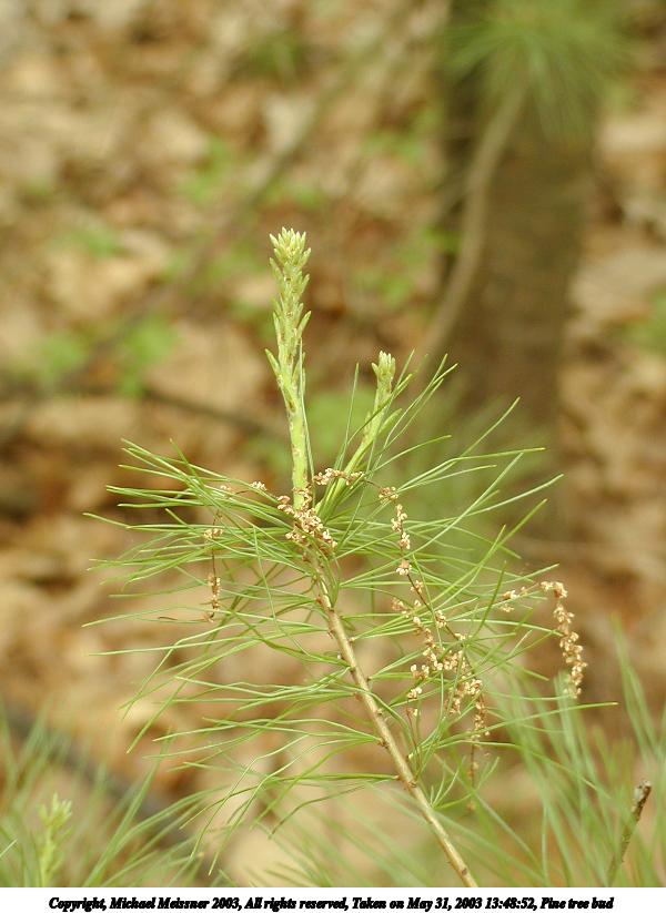 Pine tree bud