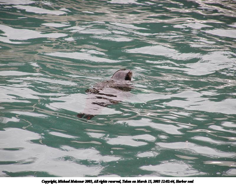 Harbor seal #5