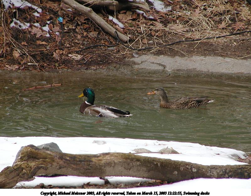 Swimming ducks #2